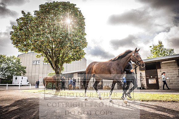 Goffs Land Rover Sale 2022-87