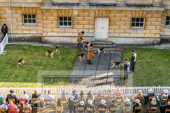 Baron Von Pfetten Puppy Show 02.09.18-69