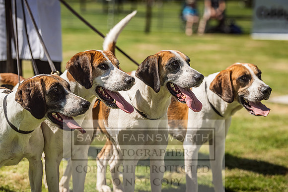 Rydal Hound Show 2022-103