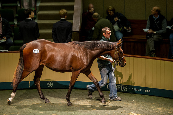 Goffs Orby14 CF10 181
