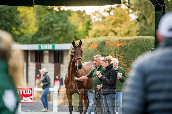 Goffs Orby 2018 Day 1-384