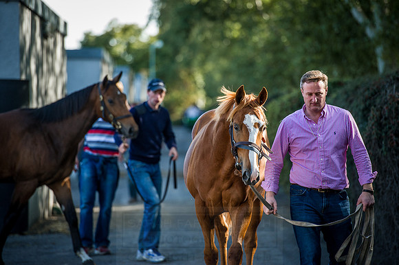 Goffs Orby 2015 -387