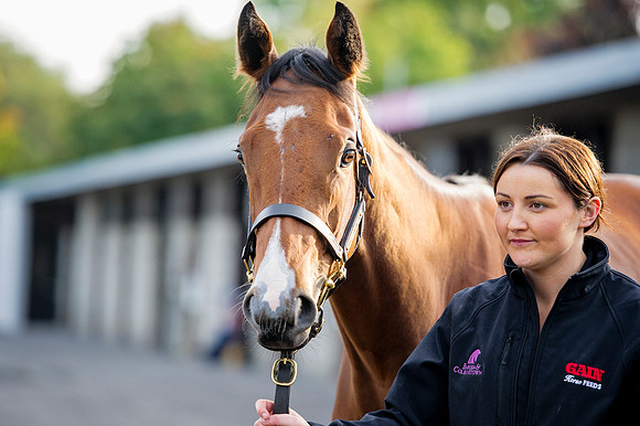 Goffs Orby14 CF1 437