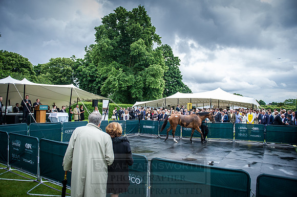 Goffs London Sale 2016-369