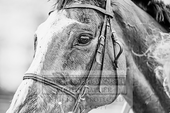 Wynnstay Hunt Ride 2019-132