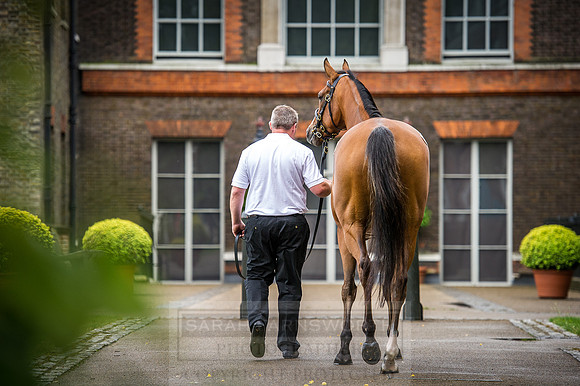 Goffs London Sale 2016-85