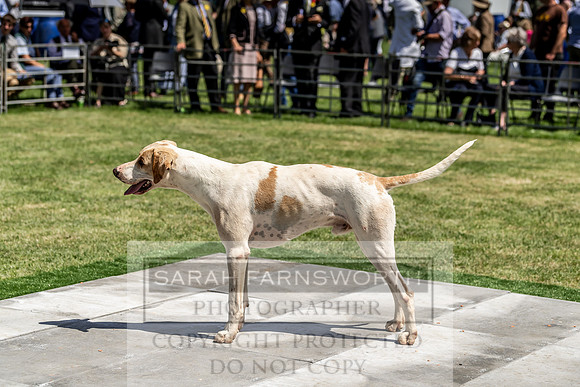 Builth Hound Show 2019-140