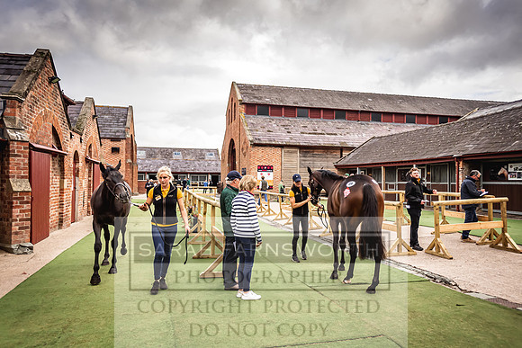 Goffs Yorton Sale 2022-47