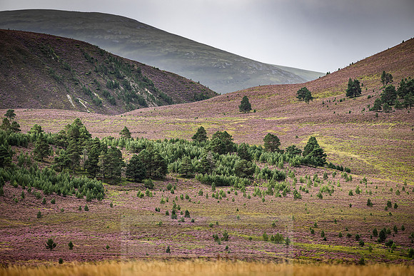 Cairngorms in summer-5