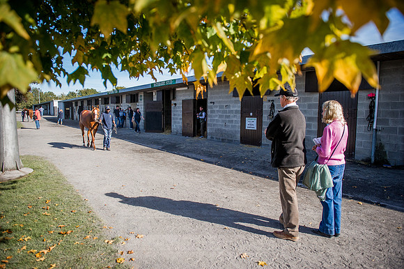 Goffs Orby 2015 -398