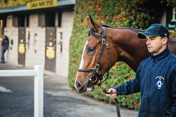 Goffs Orby 2015 -139