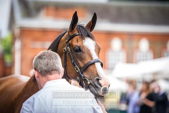 Goffs London Sale 2016-64