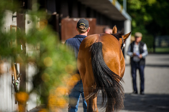 Goffs Orby 2015 -276