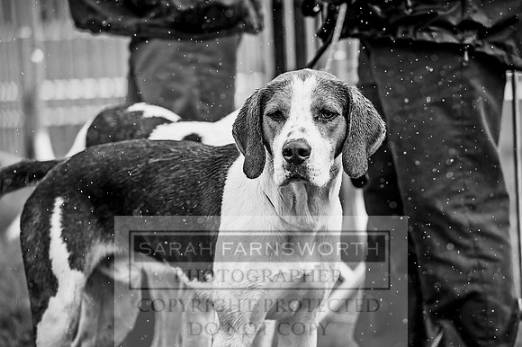 Lowther Hound Show 2017-20