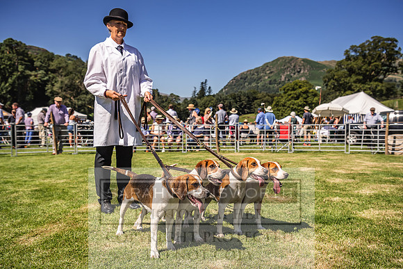 Rydal Hound Show 2022-93