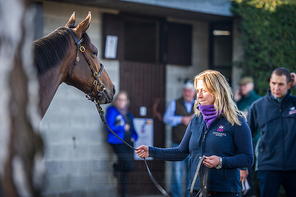Goffs Orby 2015 -488