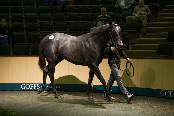 Goffs Orby14 CF5 090