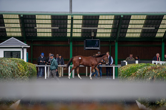 Goffs Orby14 CF5 191