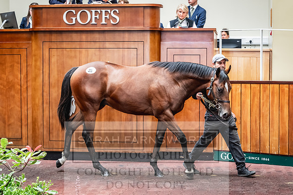 Goffs UK PY24-98