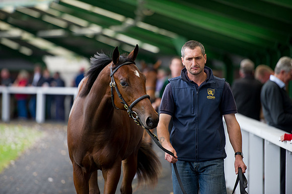 Goffs Orby14 CF5 391
