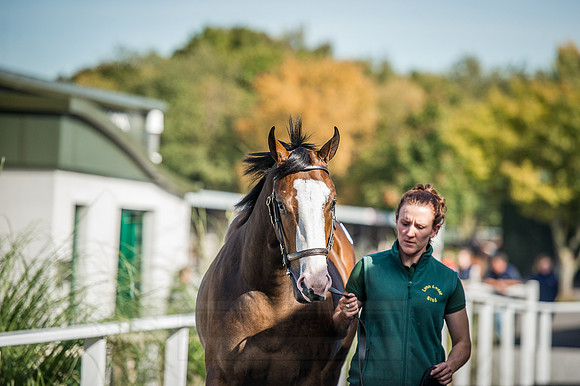 Goffs Orby 2015 -310