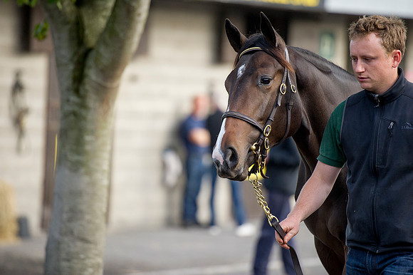 Goffs Orby14 CF1 654