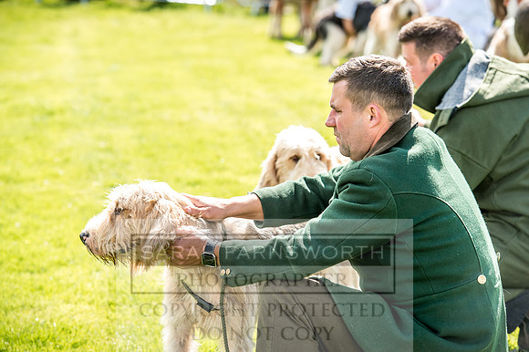 Lowther Hound Show 2017-61