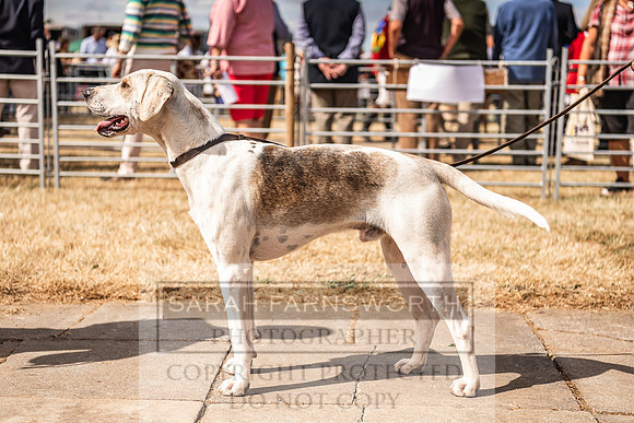 Honiton Hound Show 2022-73