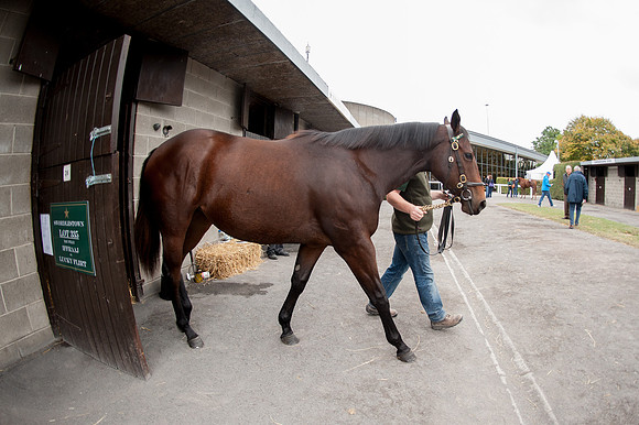 Goffs Orby14 CF6 065