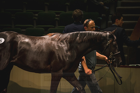 Goffs Orby 2015 -353