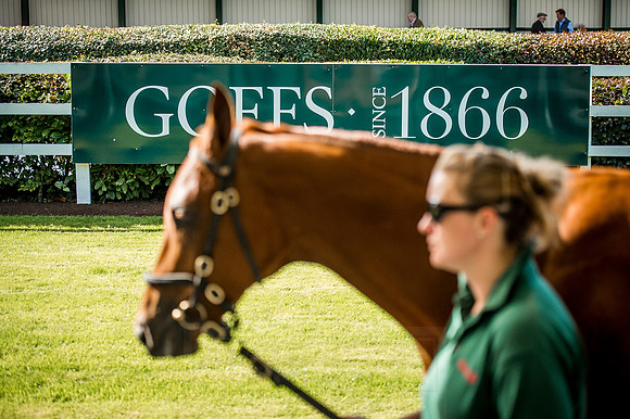 Goffs Orby 2015 -332