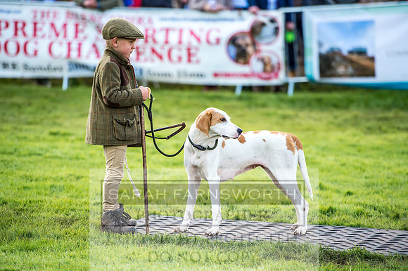 Lowther Hound Show 2017-71