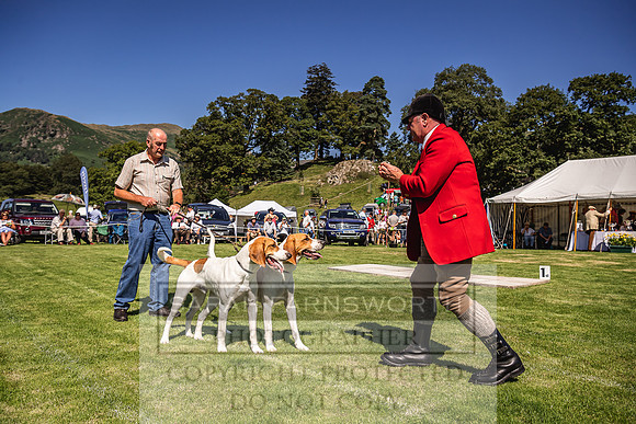 Rydal Hound Show 2022-64