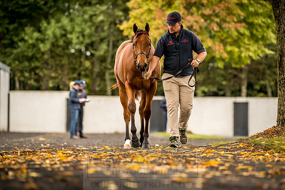 Goffs Orby 2018 Day 1-87