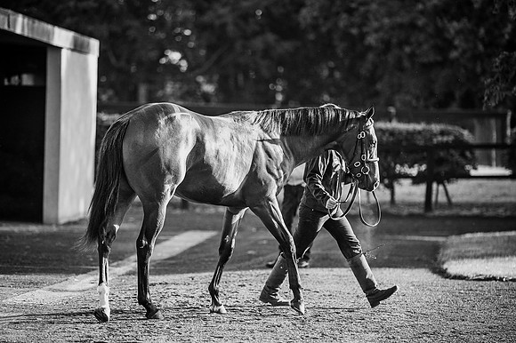 Goffs Orby 2015 -177 bw