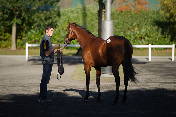 Goffs Orby14 CF7 259