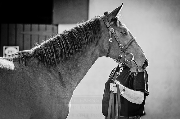 Goffs Orby 2015 -301 bw