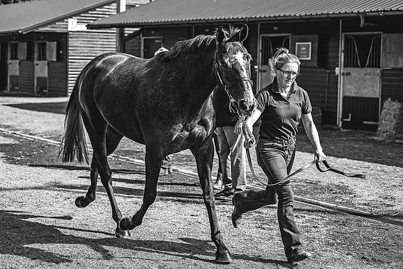Goffs UK Spring Sale 22 Day 2-13