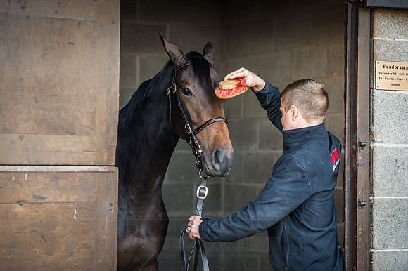Goffs Orby 2015 -142