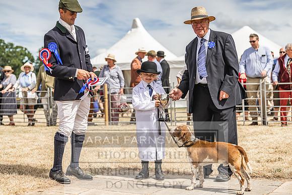 Honiton Hound Show 2022-134