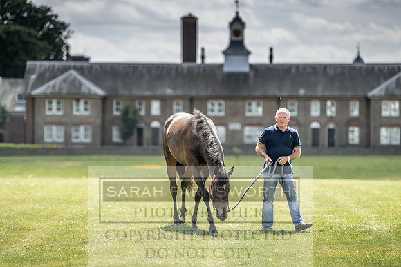 Goffs London Sale 2019-2