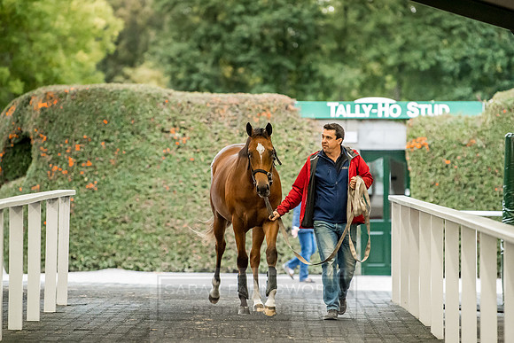 Goffs Orby 2018 Day 2-225