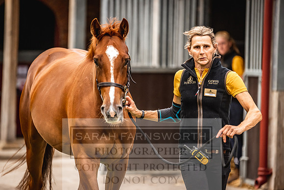 Goffs Yorton Sale 2022-68
