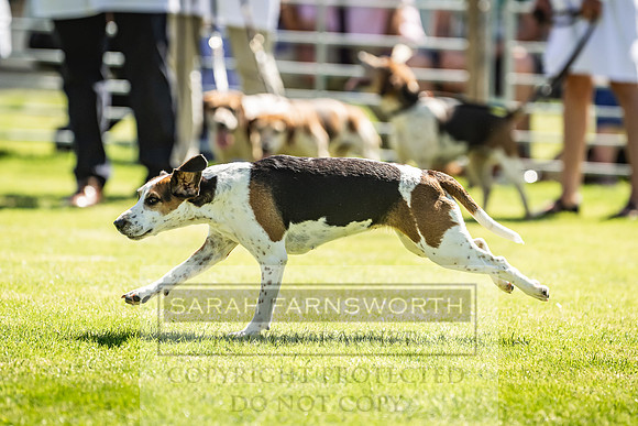 Rydal Hound Show 2022-155