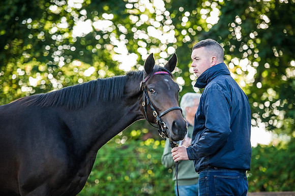 Goffs Orby 2015 -190