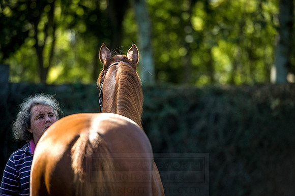 Goffs Orby 2015 -375