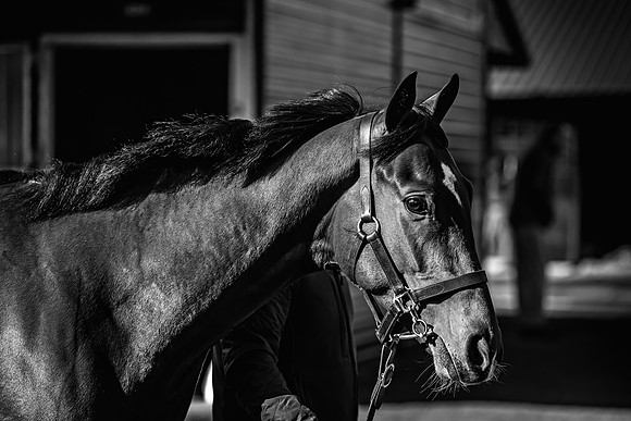 Goffs UK Breeze Up 2022-77