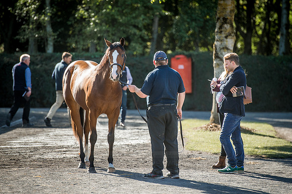 Goffs Orby 2015 -370
