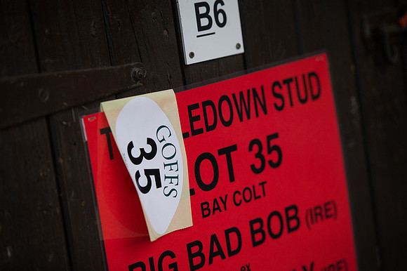 Goffs Orby14 CF1 617