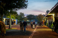 Goffs Orby 2015 -5